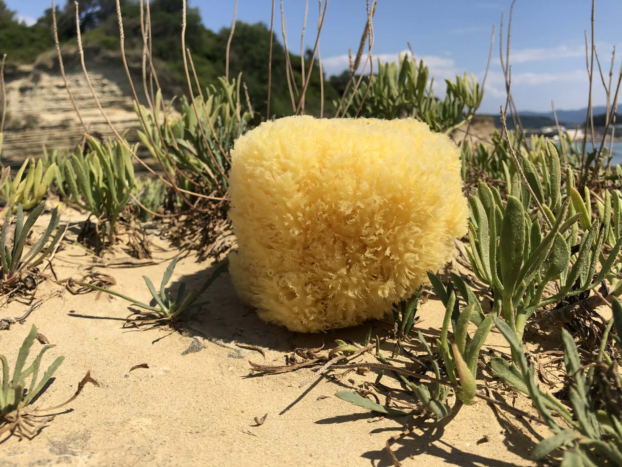 Greek Sea Sponges - Image 2