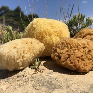 Greek Sea Sponges